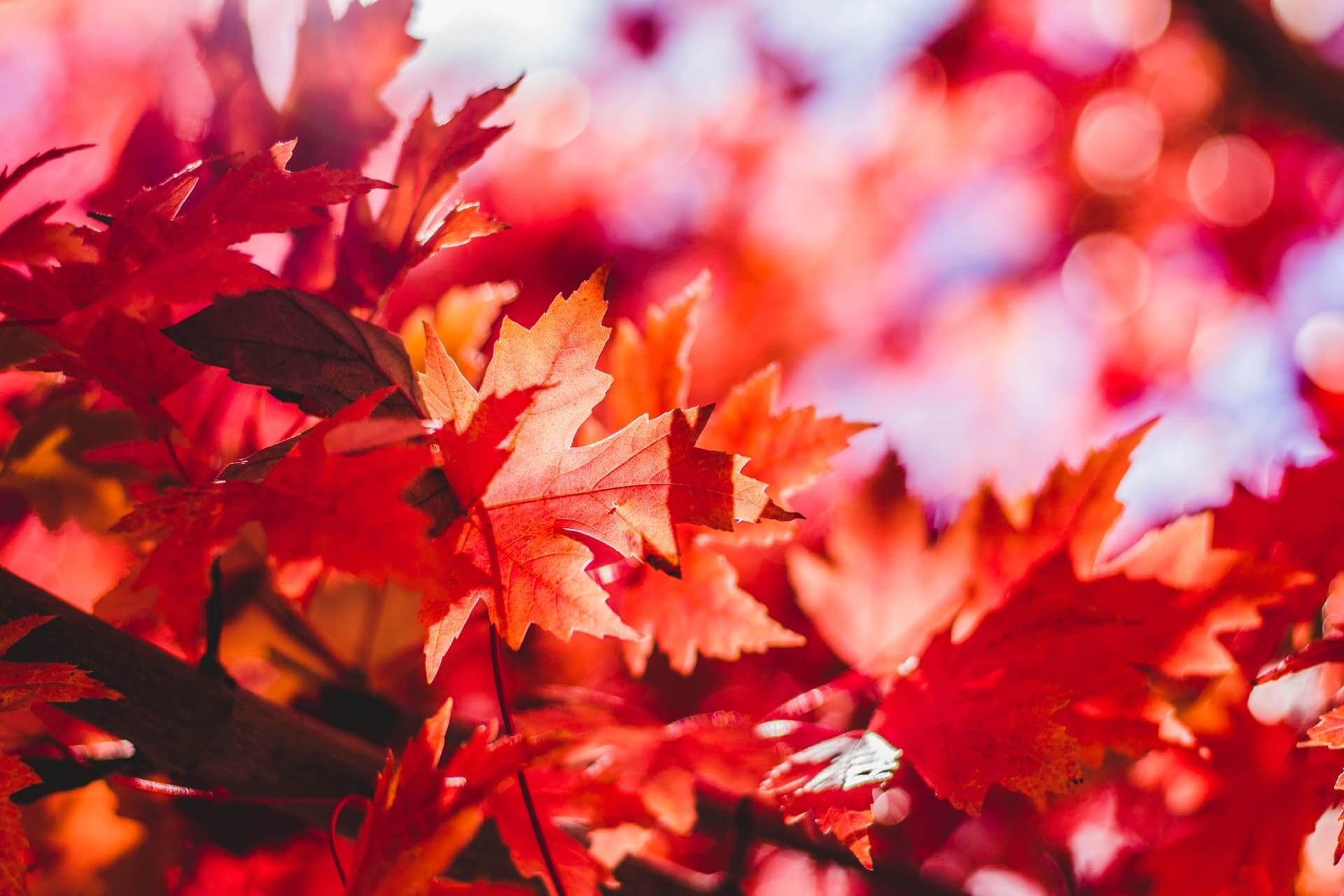 秋の画像